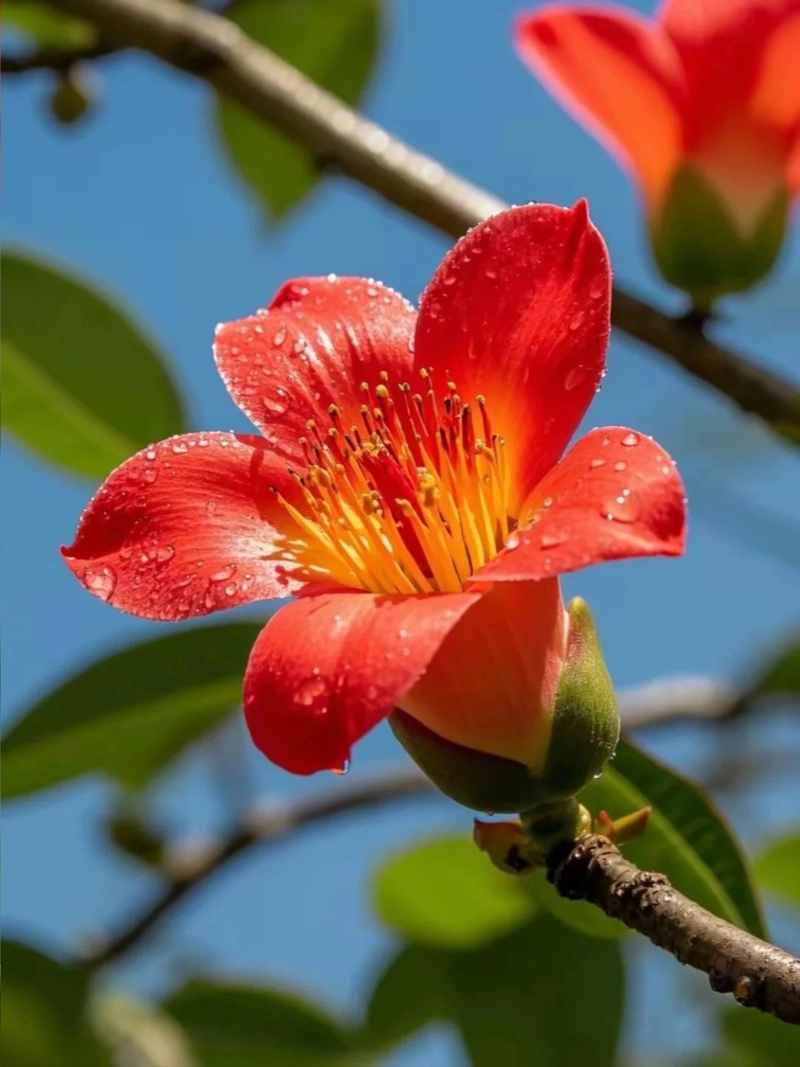 Ảnh hoa gạo đẹp nhất