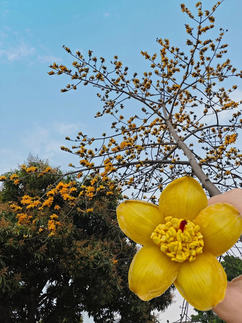 Ảnh mùa hoa gạo vàng cực hiếm
