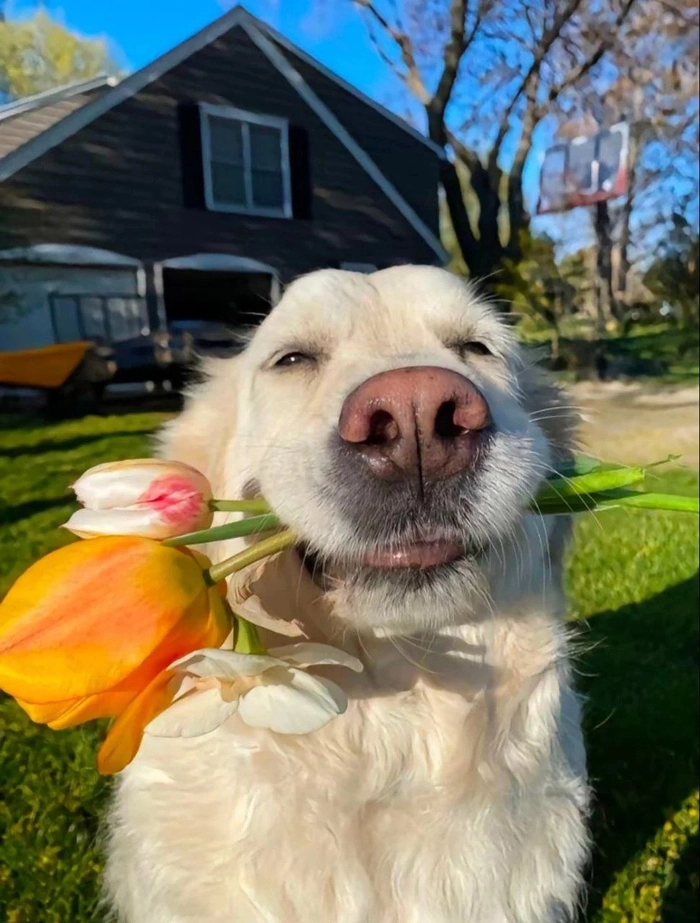 Ảnh nền chó cute độc đáo