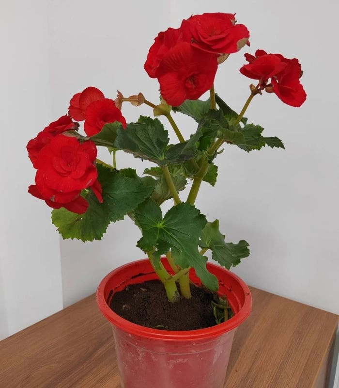 Cây thu hải đường trồng chậu