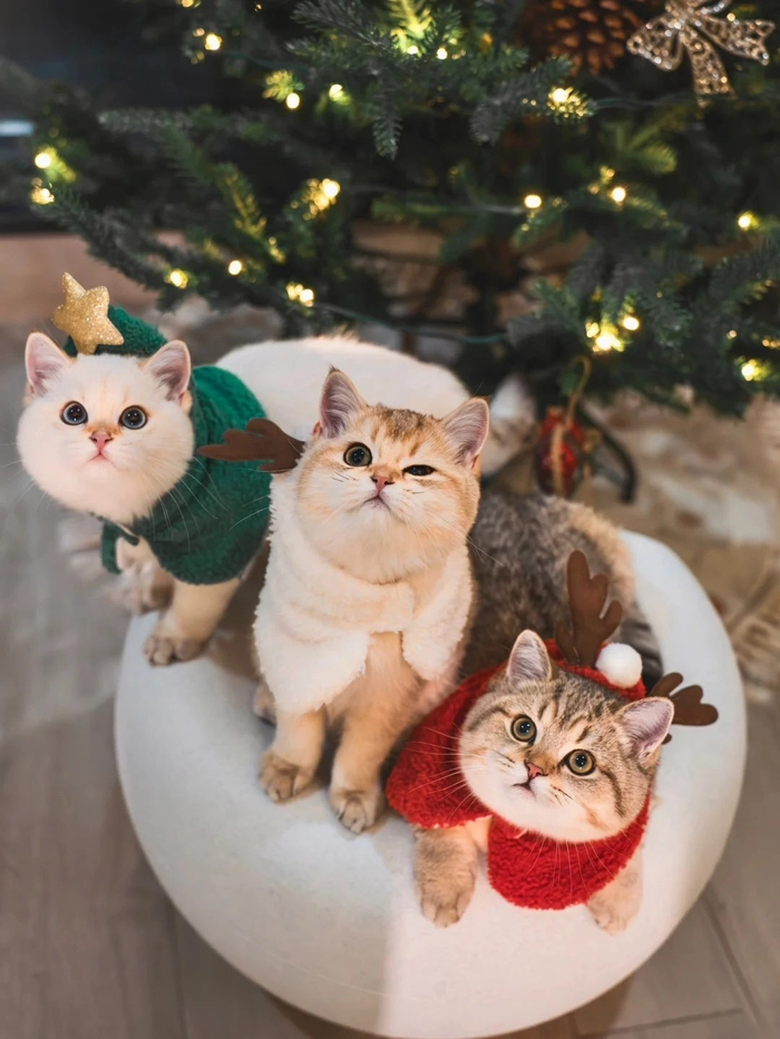 Hình ảnh Giáng Sinh cute
