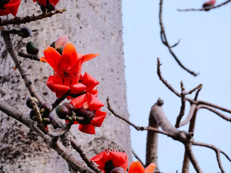 Hình ảnh cây gạo nở hoa