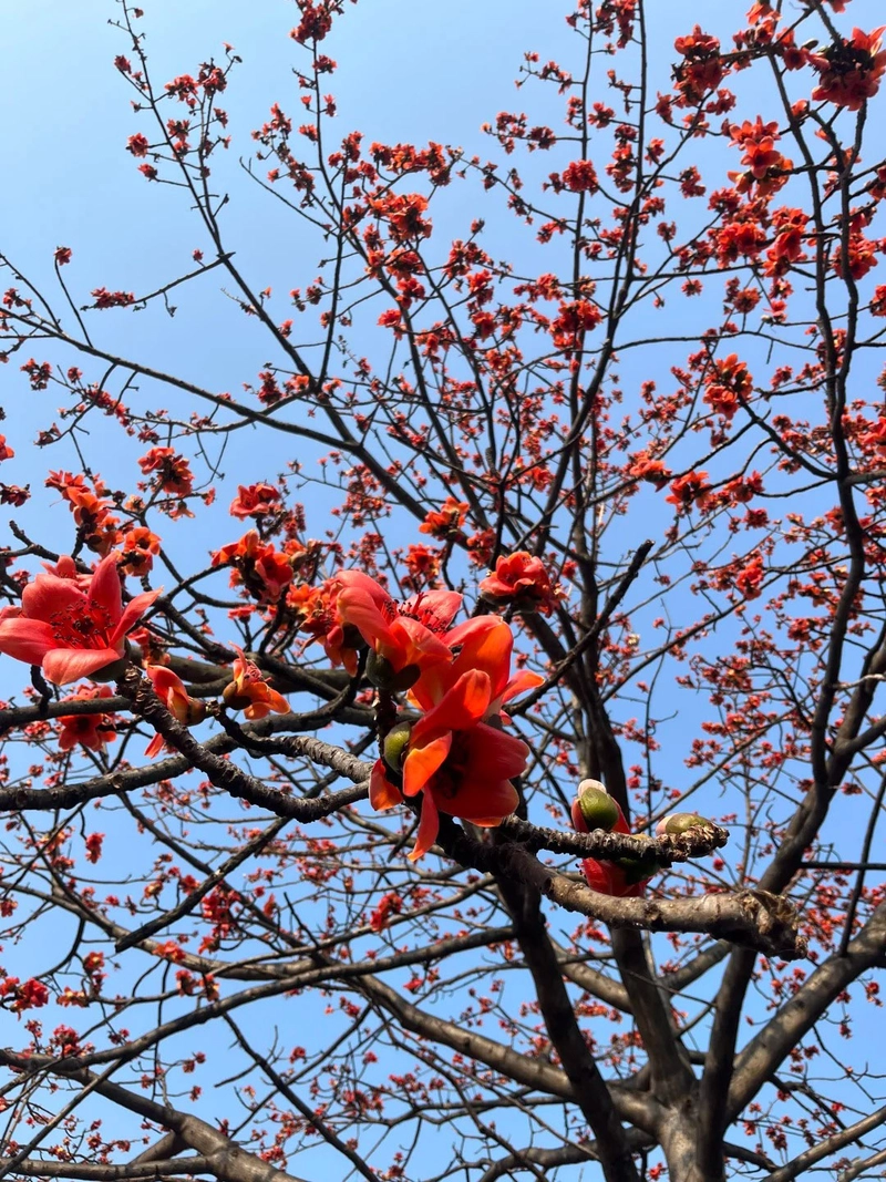 Hình ảnh cây hoa gạo đẹp