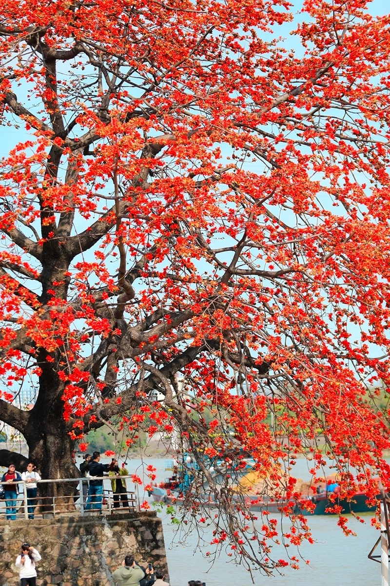 Hình ảnh cây hoa gạo đỏ