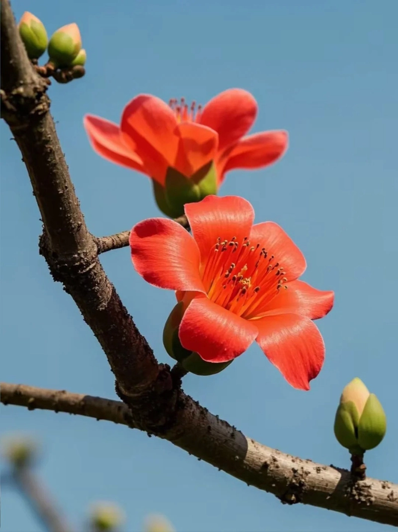 Hình ảnh cây hoa gạo giữa trời xanh