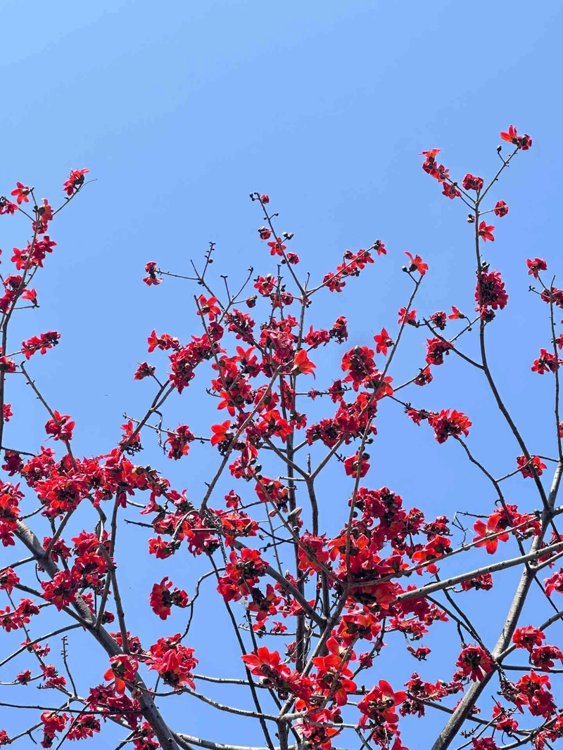 Hình ảnh cây hoa gạo rợp trời