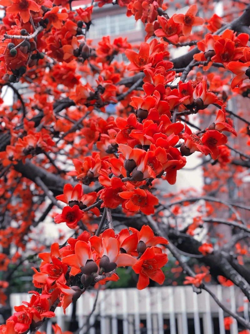 Hình ảnh cây hoa gạo to