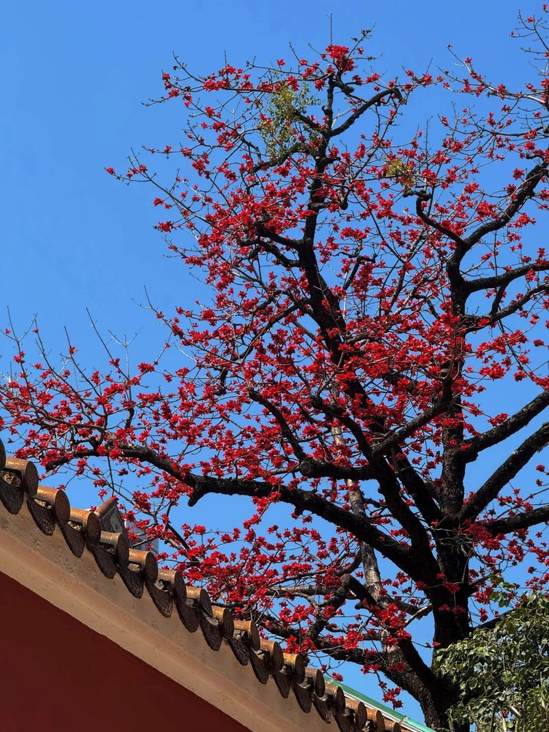 Hình ảnh cây hoa gạo