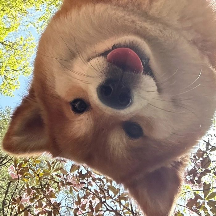 Hình ảnh chó cute 360 độ