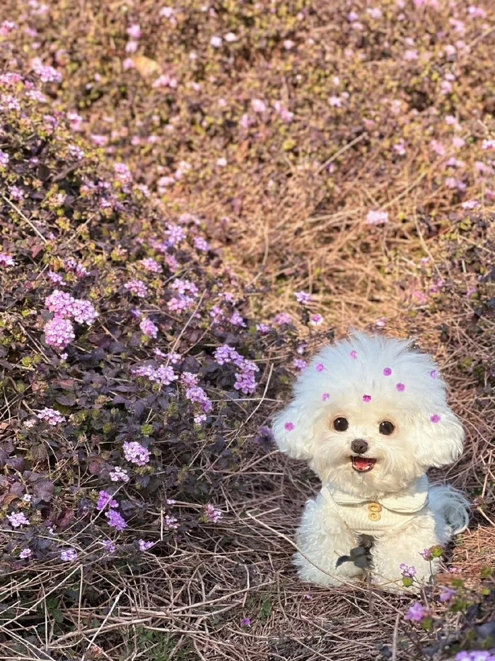 Hình ảnh chó cute dễ thương nhất