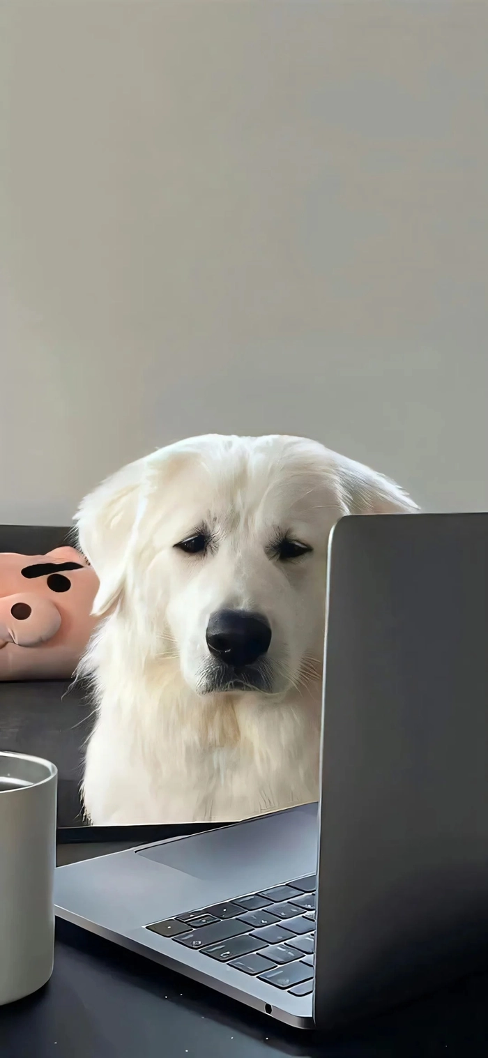 Hình ảnh chó cute hài hước