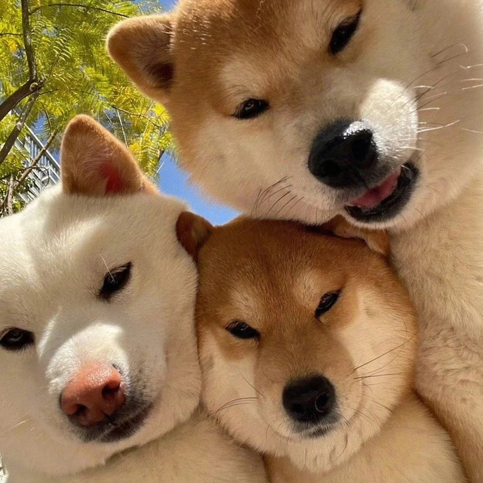Hình ảnh chó cute làm meme