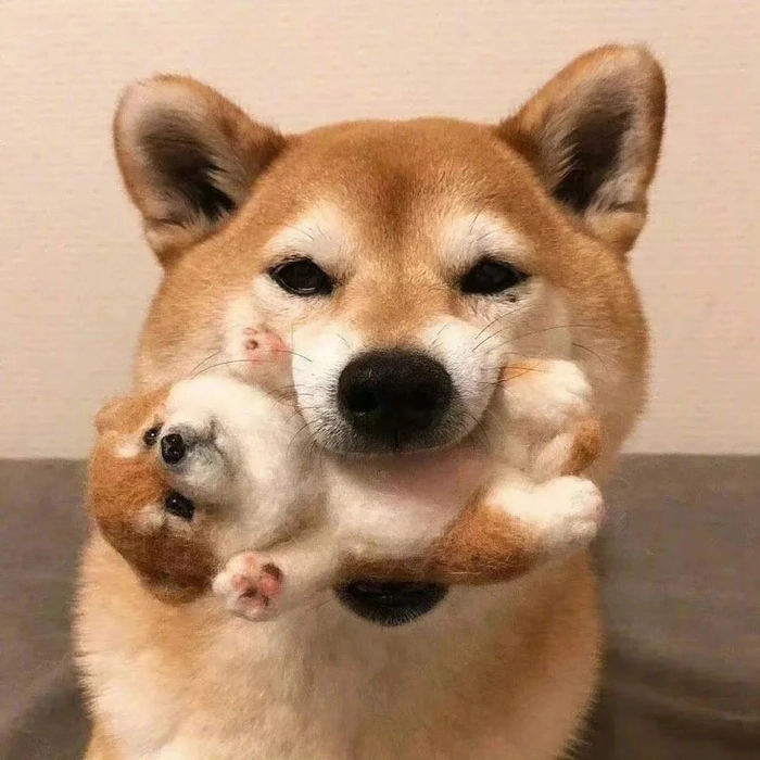Hình ảnh chó cute mới nhất