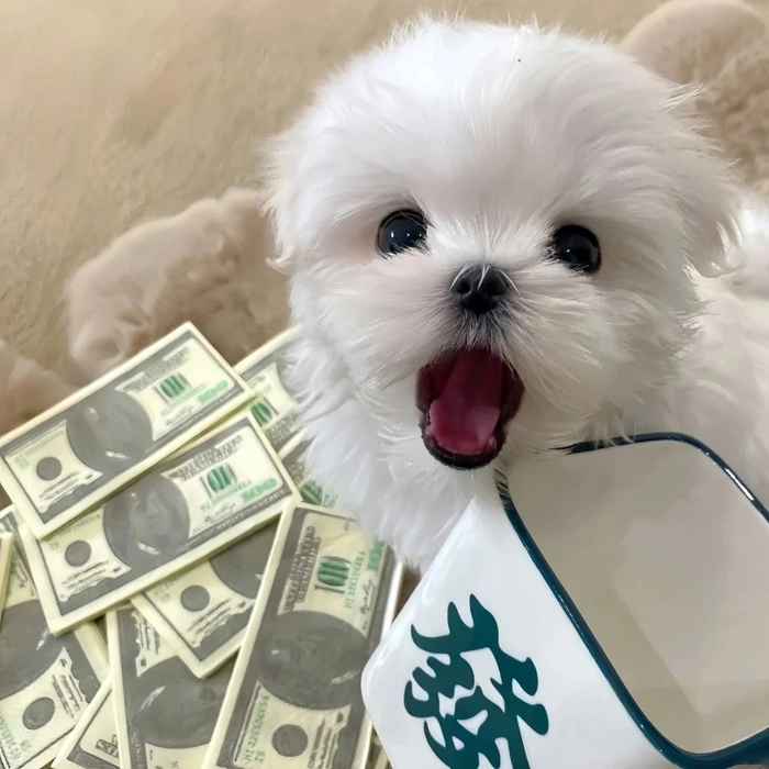 Hình ảnh chó cute ngơ ngác