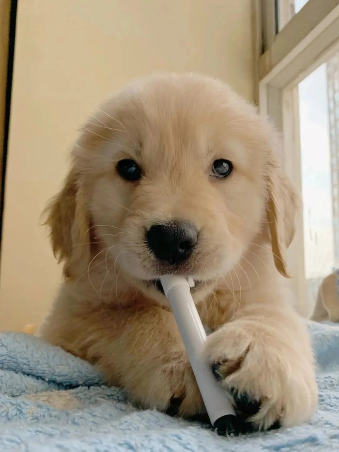 Hình ảnh chó ngáo cute