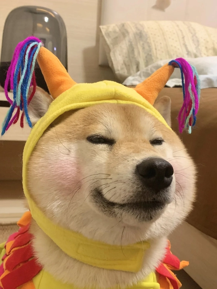 Hình ảnh chó shiba cute
