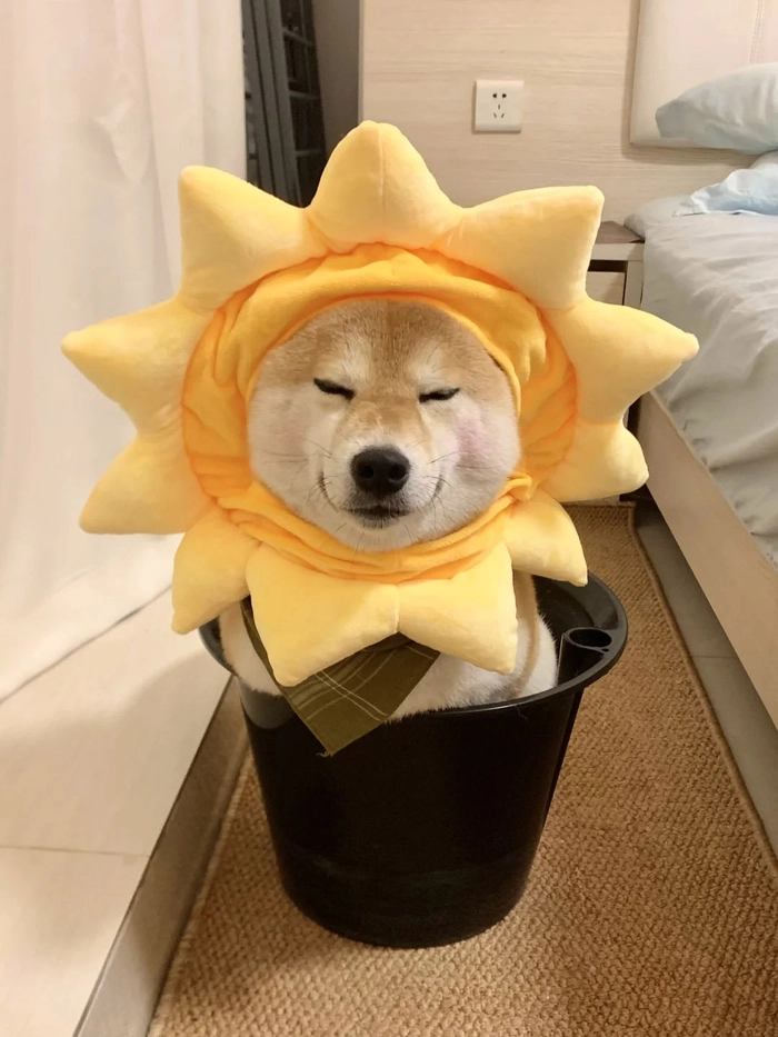 Hình ảnh chó vô tri cute