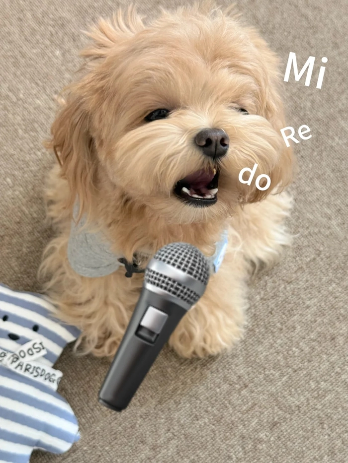 Hình ảnh con chó cute chill chill