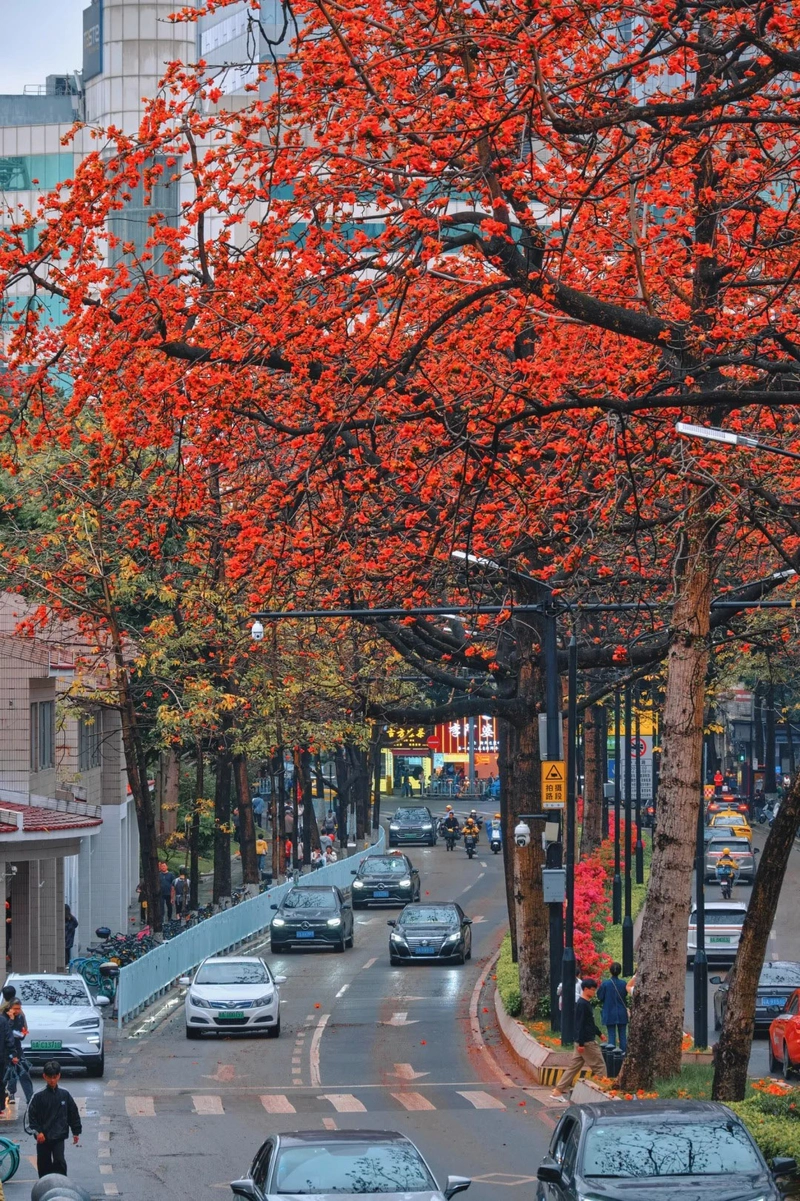 Hình ảnh hoa gạo bên đường