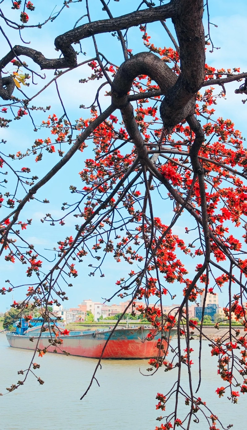 Hình ảnh hoa gạo bên sông