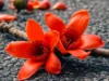 177+ hình ảnh hoa gạo đẹp nhất cực chill siêu rực rỡ