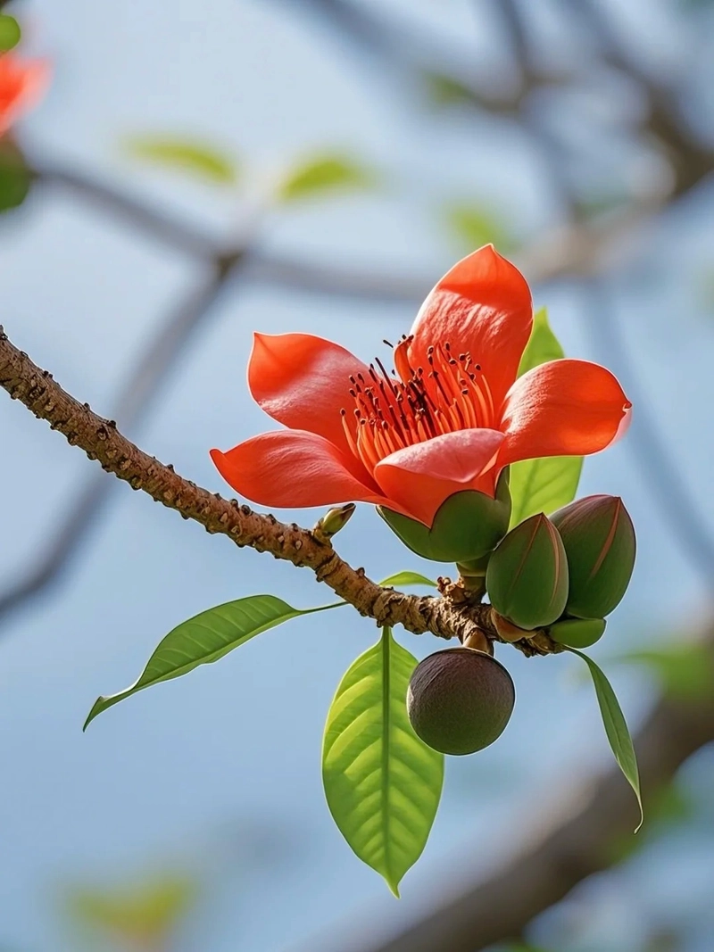 Hình ảnh hoa gạo chụp gần