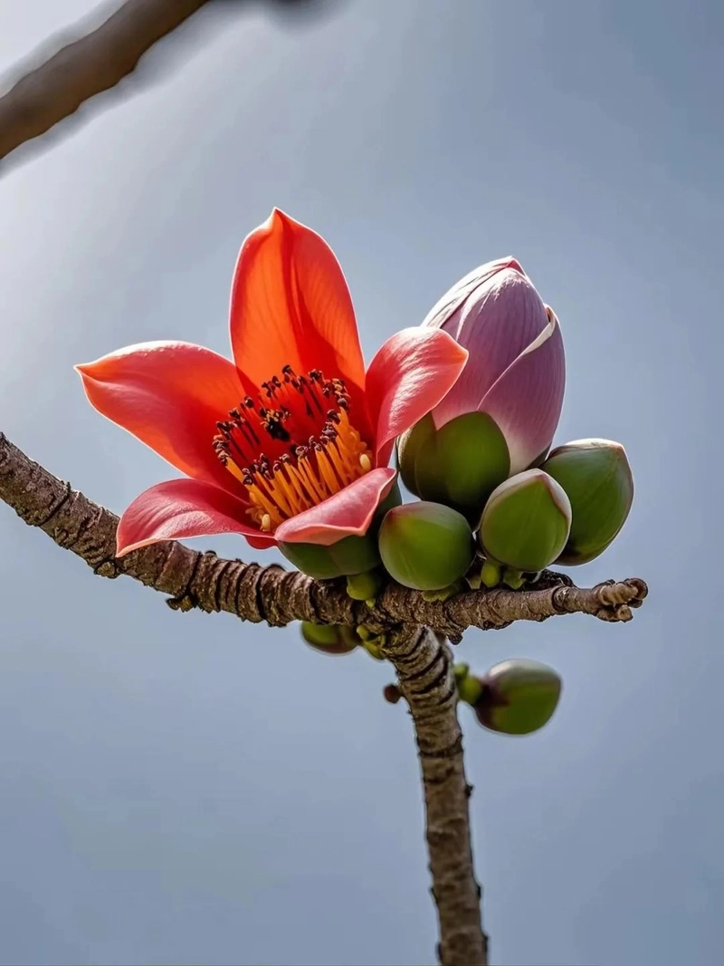 Hình ảnh hoa gạo đỏ
