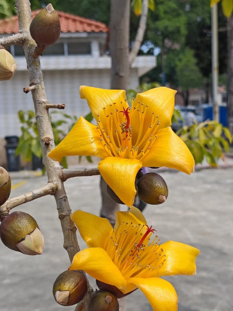 Hình ảnh hoa gạo gần gũi