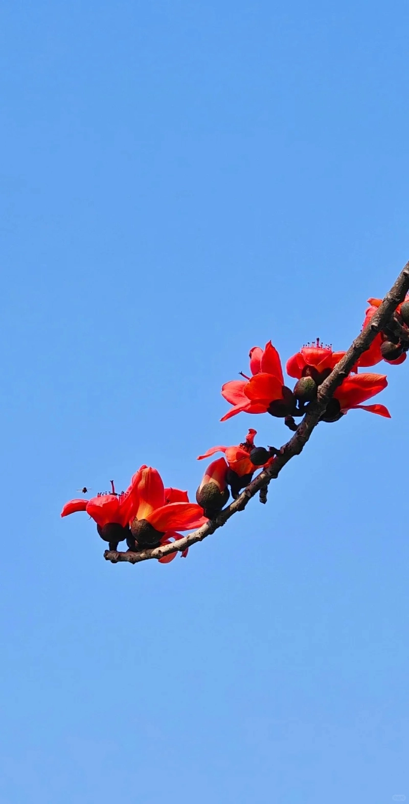 Hình ảnh hoa gạo nghệ thuật