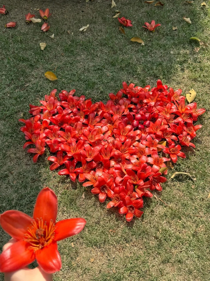 Hình ảnh hoa gạo rụng
