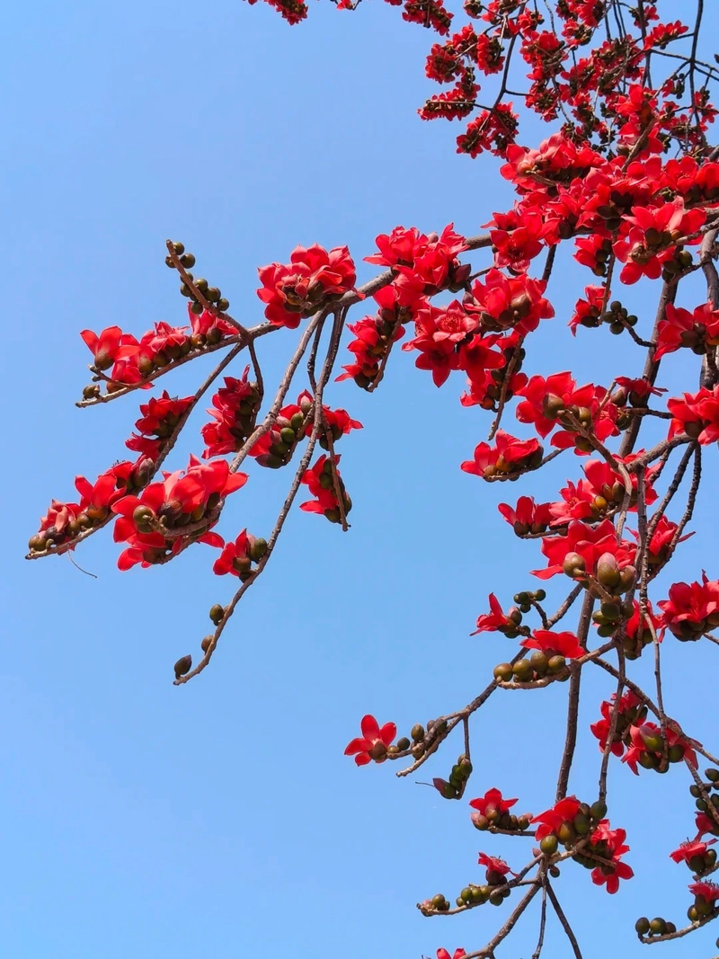 Hình ảnh hoa gạo tháng 3