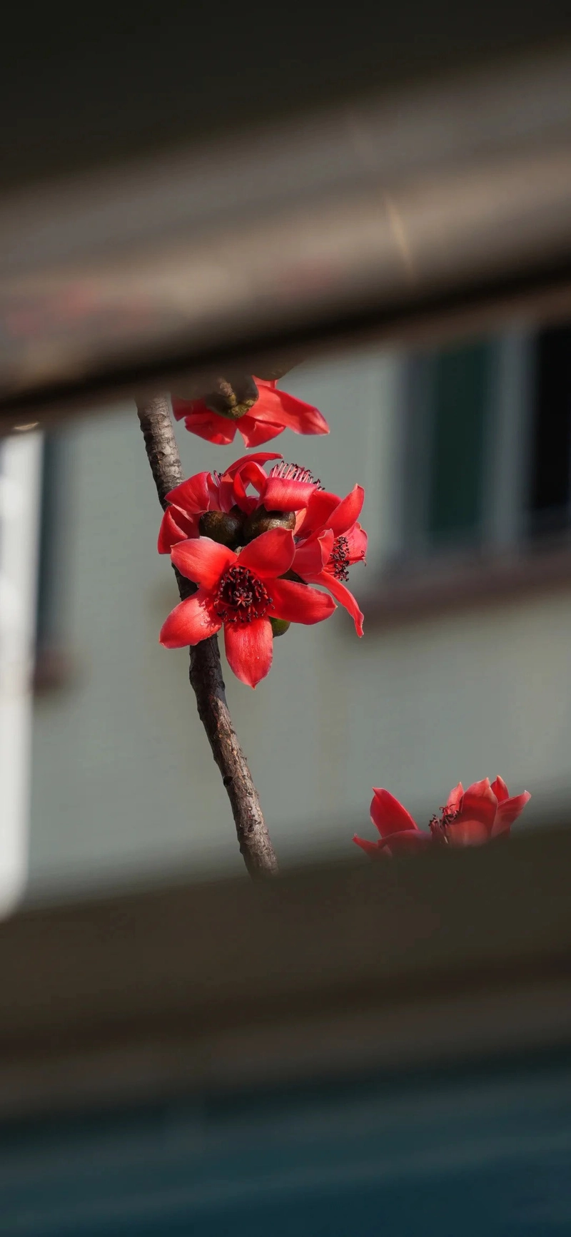 Hình ảnh hoa gạo tháng ba