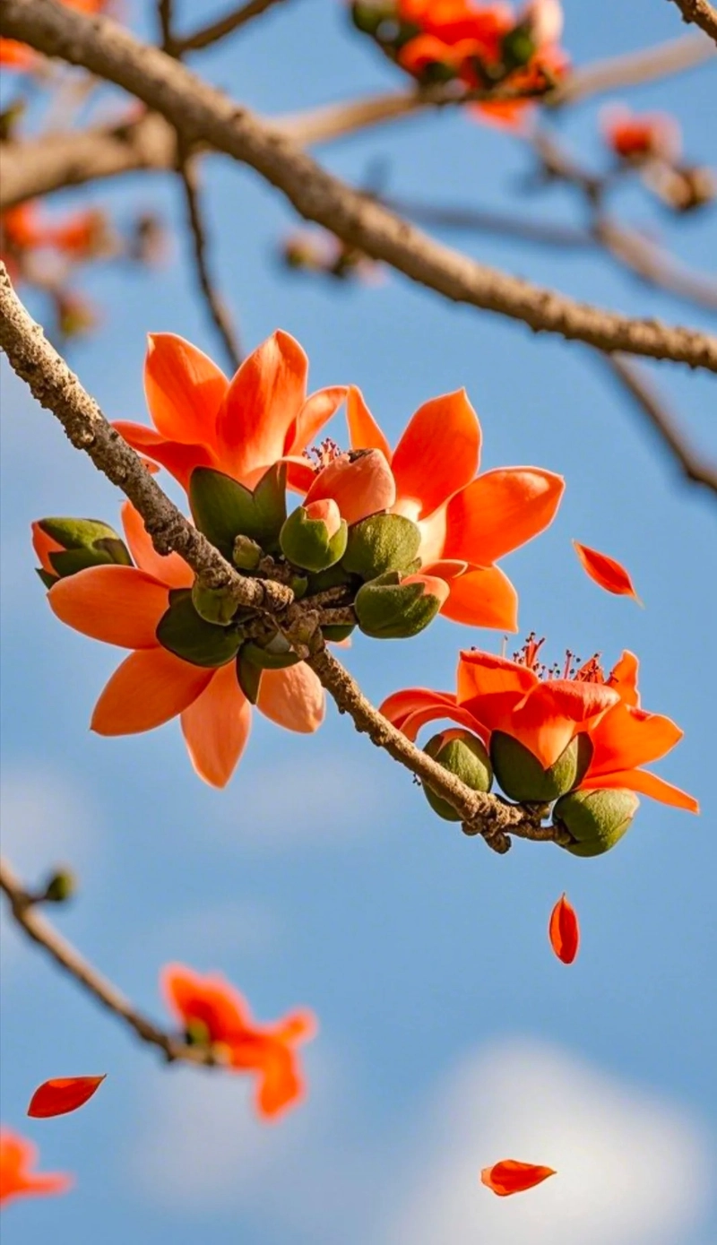 Hình ảnh hoa gạo thơ mộng