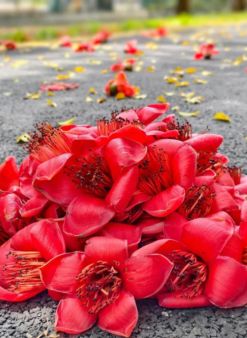 Hình ảnh hoa gạo trước sân chùa