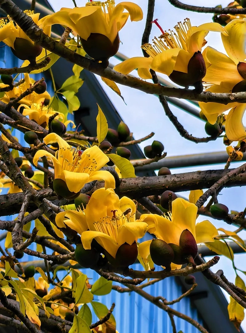 Hình ảnh hoa gạo truyền thống