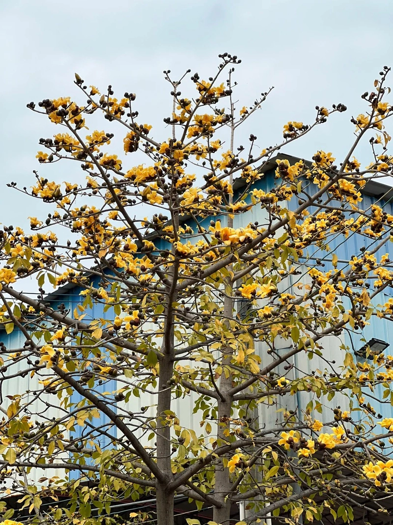 Hình ảnh hoa gạo vàng bên góc phố