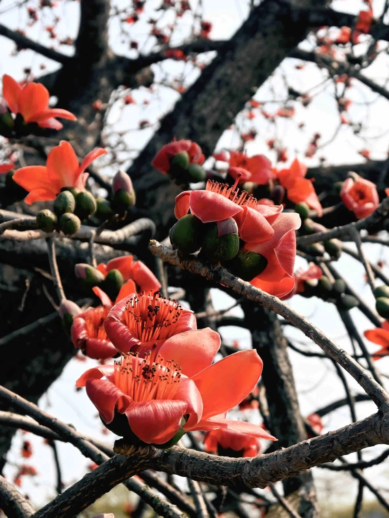 Hình ảnh hoa gạo vào tháng 3