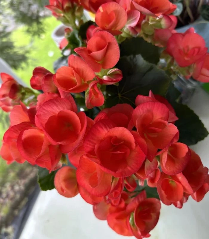 Hình ảnh hoa thu hải đường đỏ