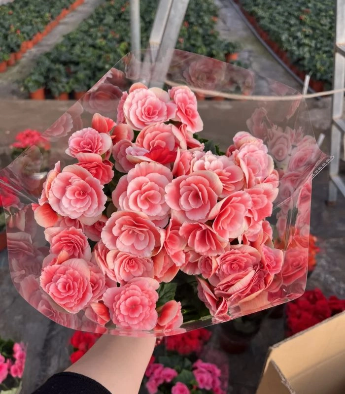 Hình ảnh hoa thu hải đường