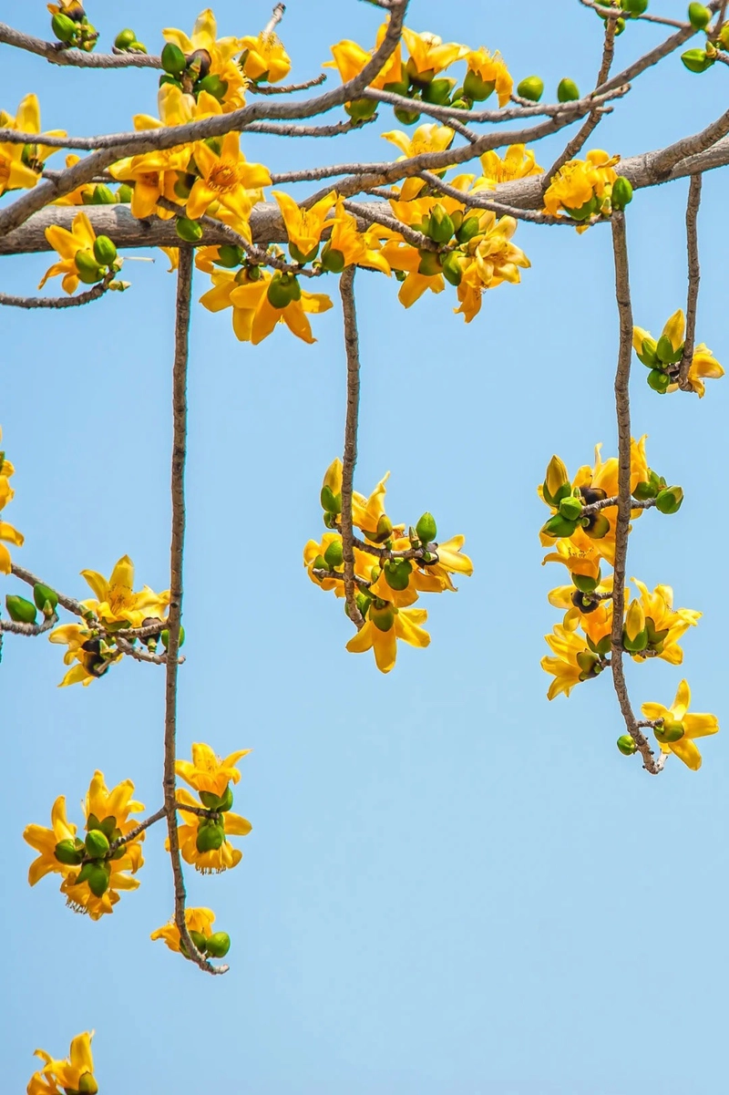 Hình ảnh về hoa gạo vàng
