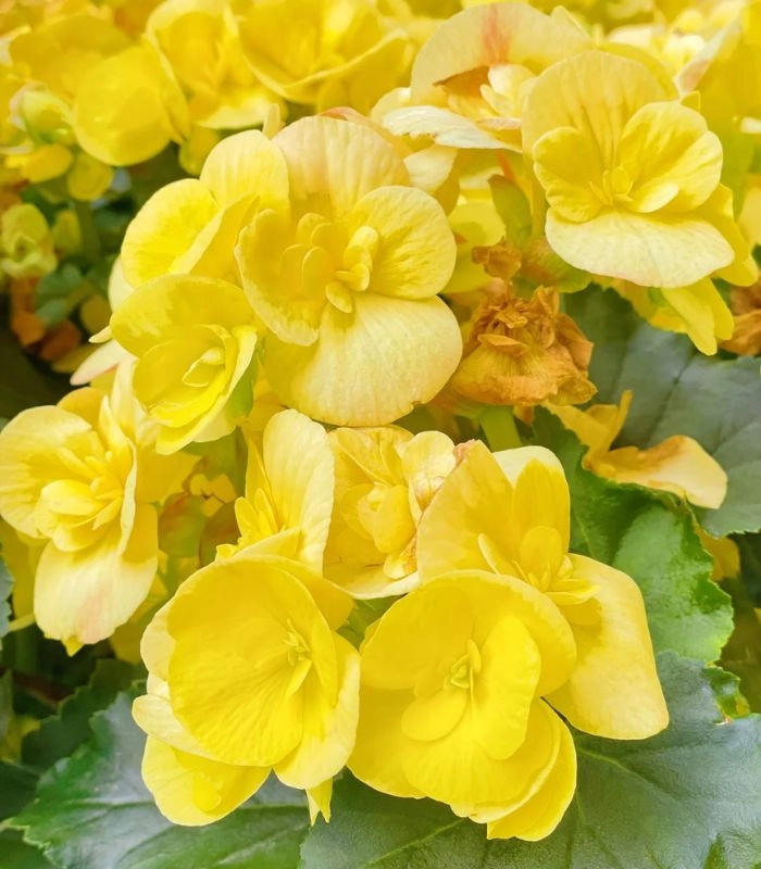 Hình hoa thu hải đường vàng