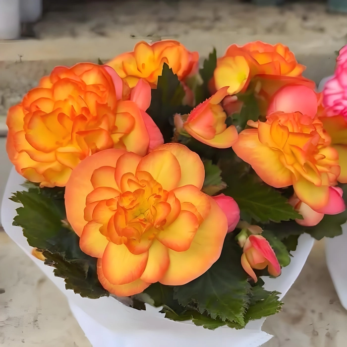 Hoa thu hải đường cánh kép