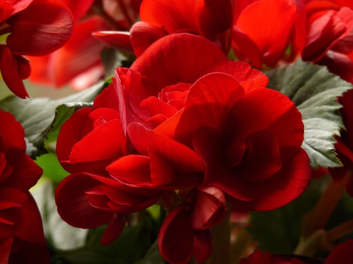 Hoa thu hải đường đỏ