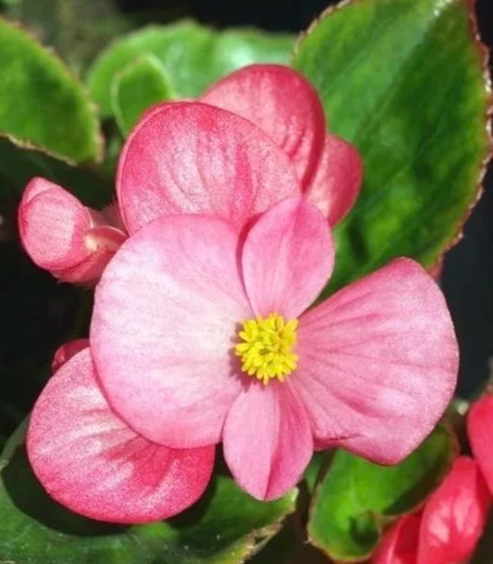 Hoa thu hải đường đơn
