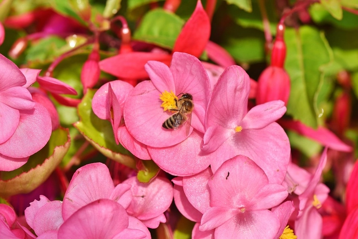 Hoa thu hải đường hồng