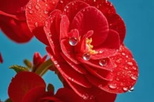 154+ ảnh hoa thu hải đường đẹp dịu dàng như crush mùa thu