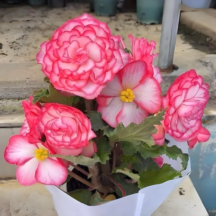 Hoa thu hải đường nở bao lâu thì tàn