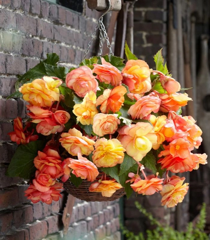 Hoa thu hải đường rủ