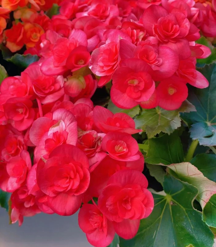 Thu hải đường cánh kép đỏ