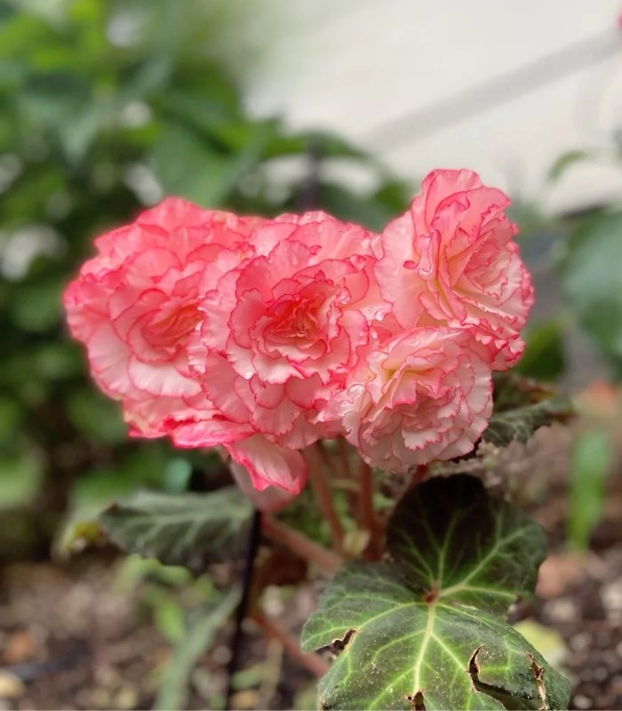 Thu hải đường cánh kép hồng